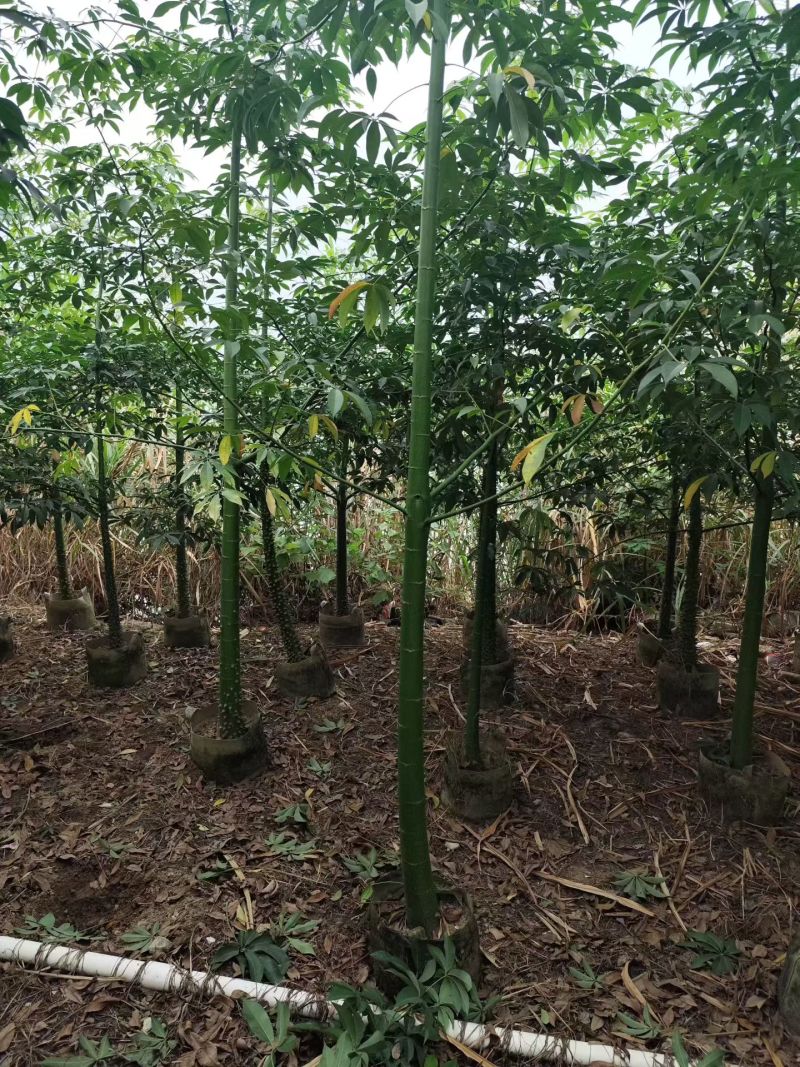 美丽异木棉原生苗2-8分，骨架苗10-20分袋苗移植袋苗