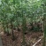 美丽异木棉原生苗2-8分，骨架苗10-20分袋苗移植袋苗