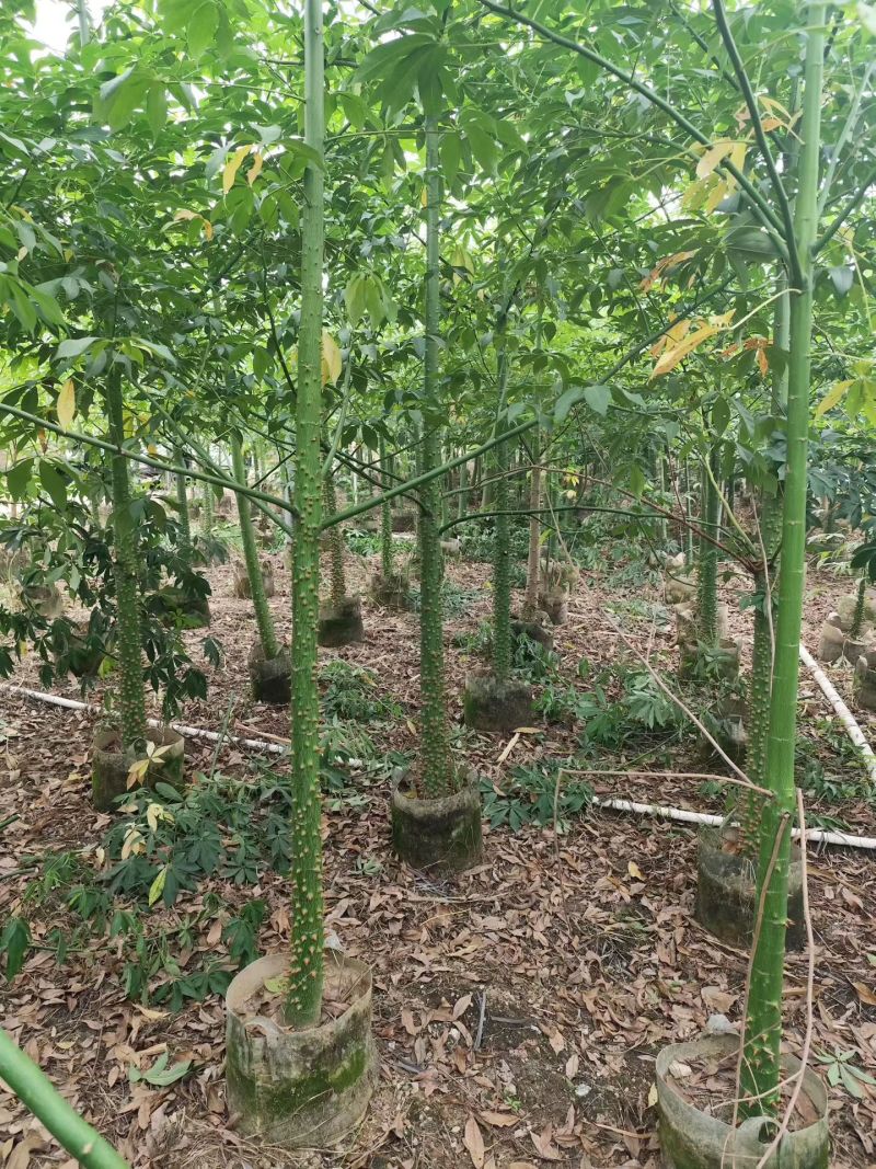 美丽异木棉原生苗2-8分，骨架苗10-20分袋苗移植袋苗