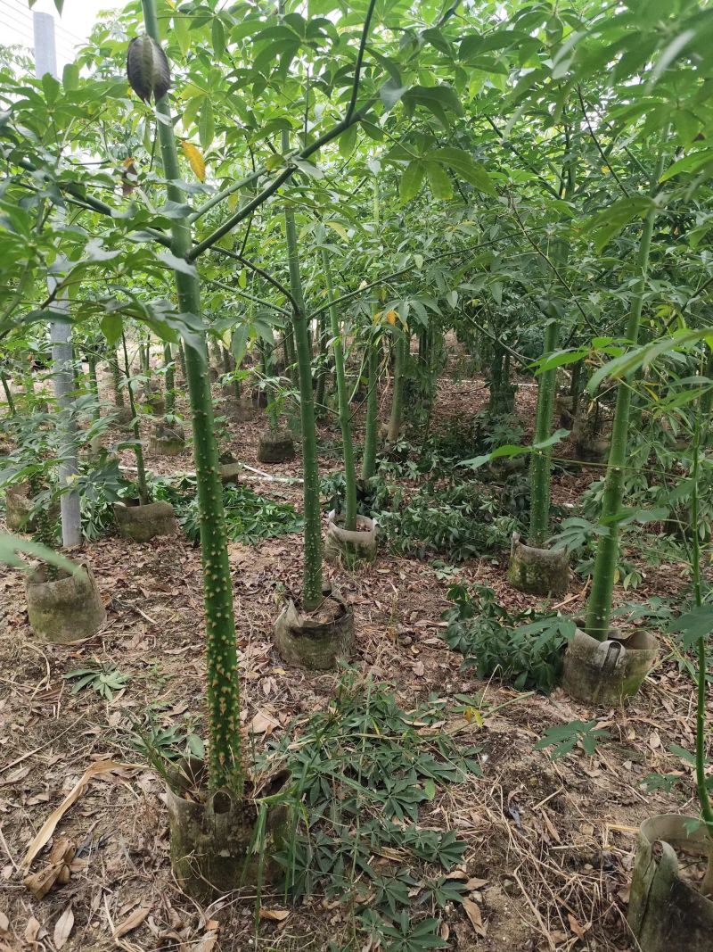 美丽异木棉原生苗2-8分，骨架苗10-20分袋苗移植袋苗