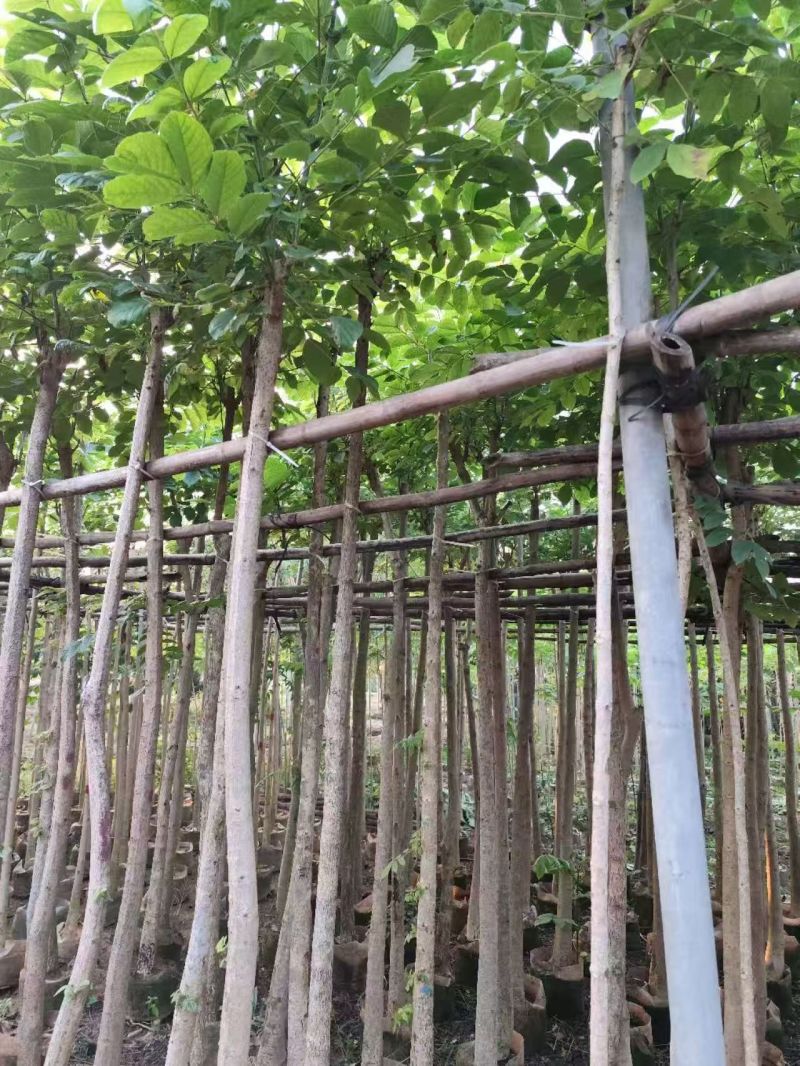 原生苗火焰木1-3分袋苗大量现货