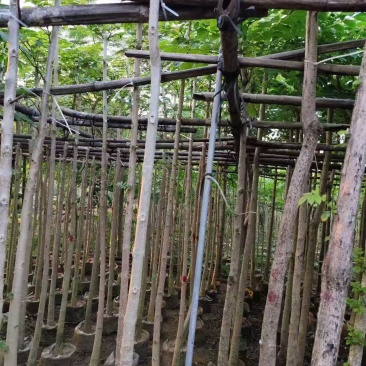 原生苗火焰木1-3分袋苗大量现货