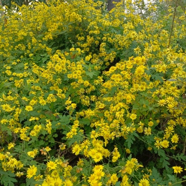 野菊花