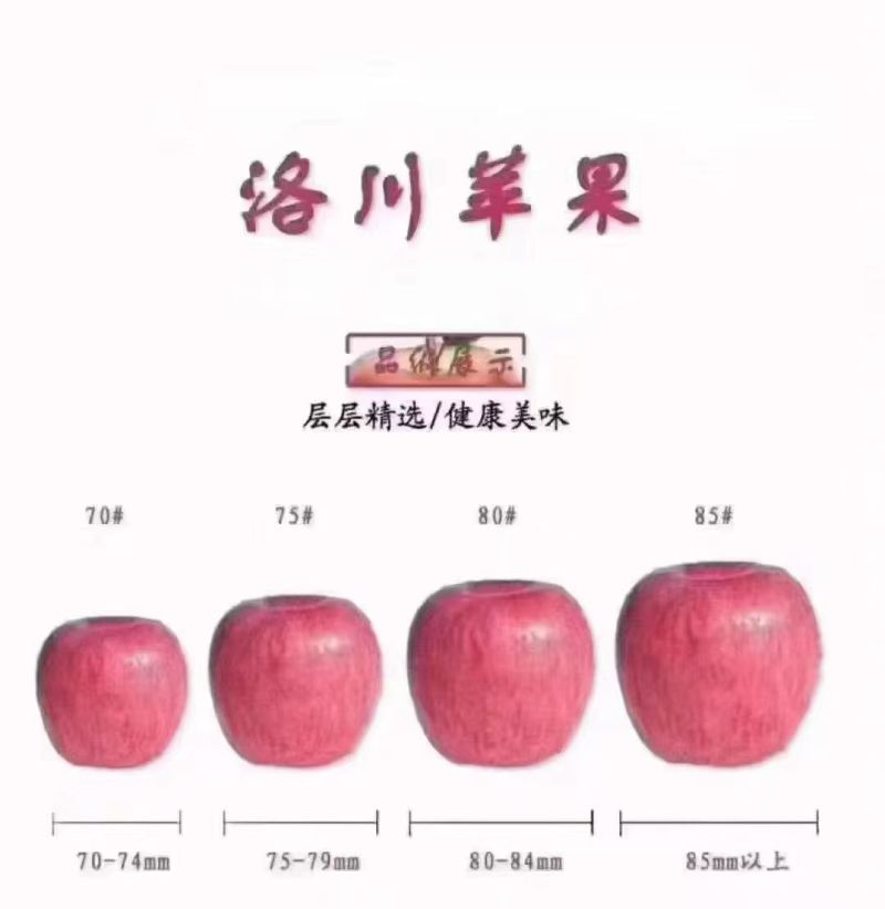 洛川红富士