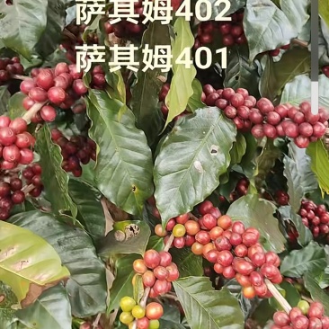 保山小粒咖啡