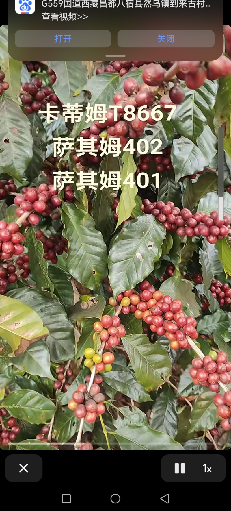 保山小粒咖啡