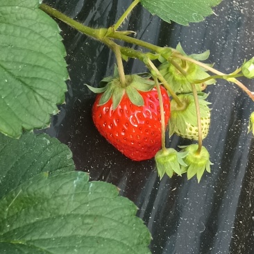 红颜草莓