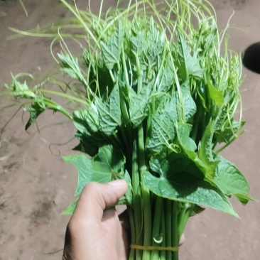 农户种植的新鲜龙须菜，240亩，日产两吨，价格洽谈