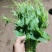 农户种植的新鲜龙须菜，240亩，日产两吨，价格洽谈