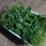 农户种植的新鲜龙须菜，240亩，日产两吨，价格洽谈