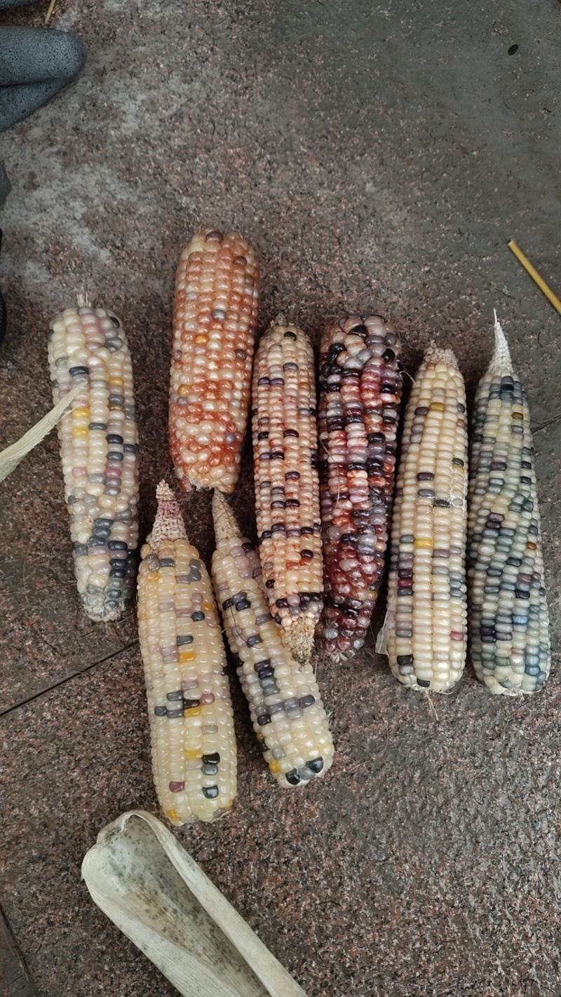 高货毛料文玩玉米