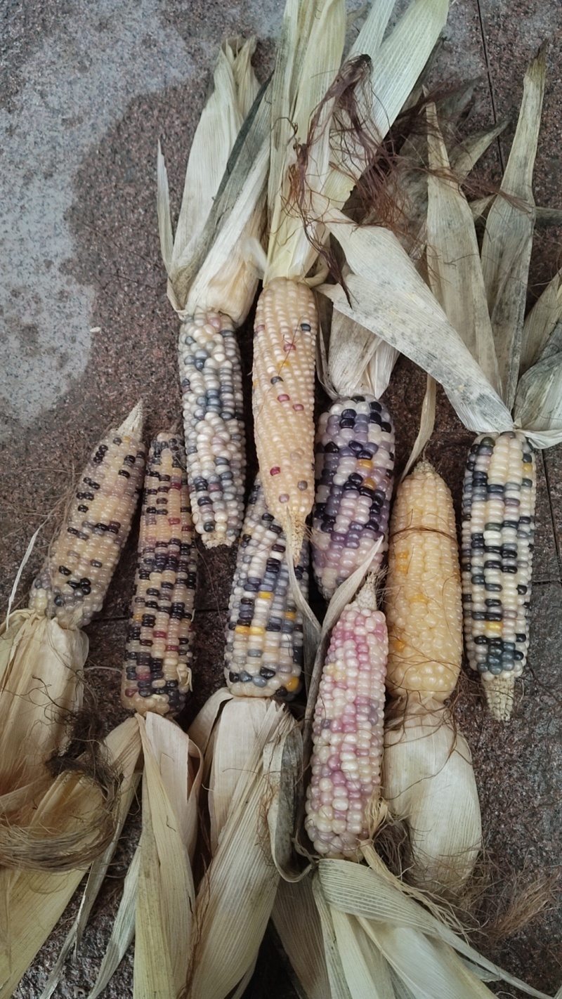 高货毛料文玩玉米