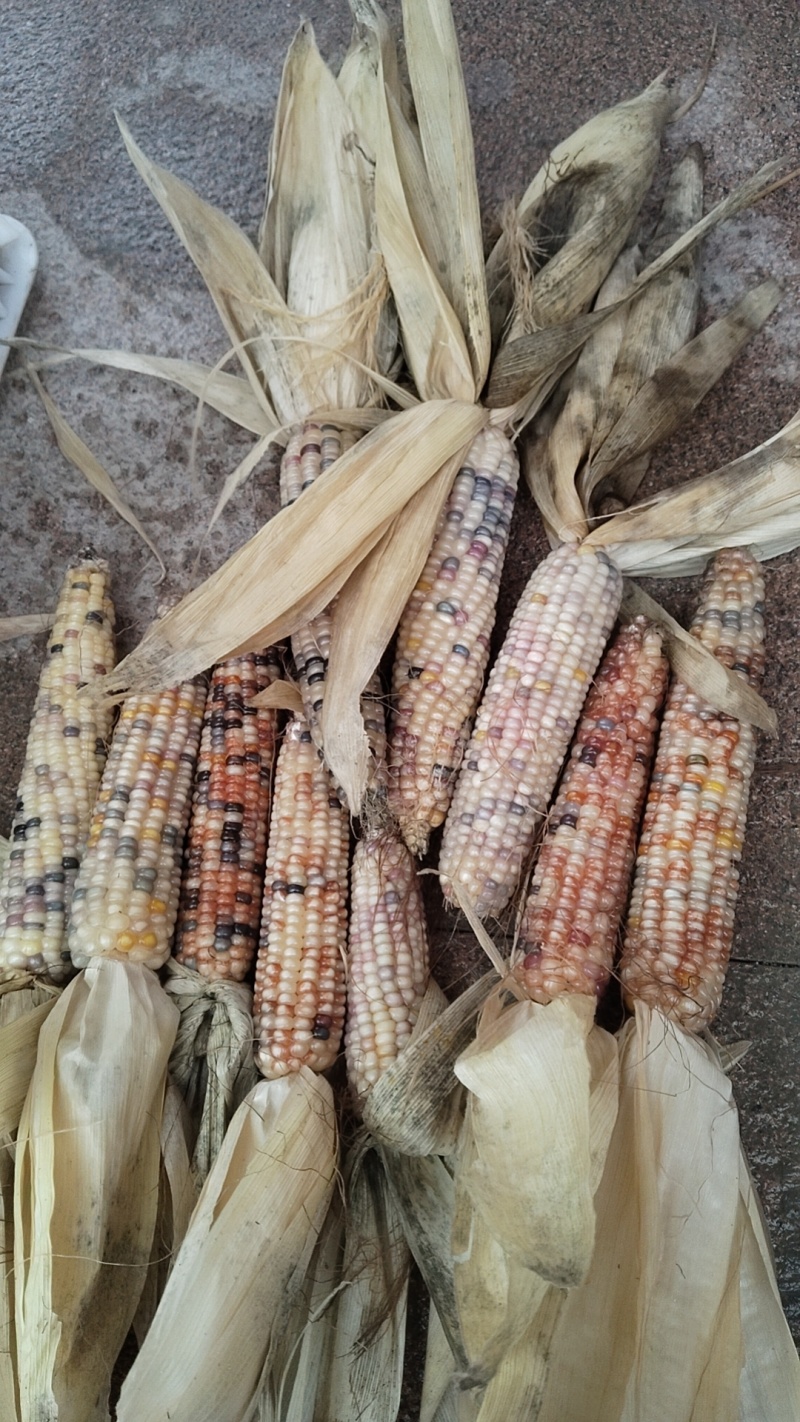 高货毛料文玩玉米