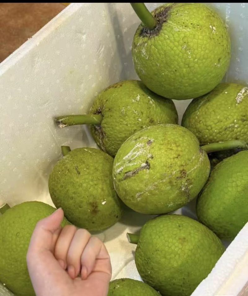 面包果