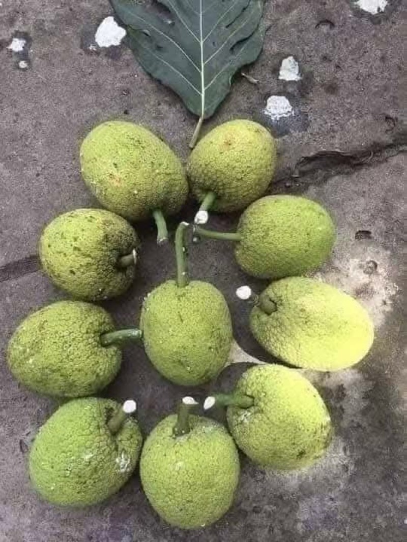 面包果