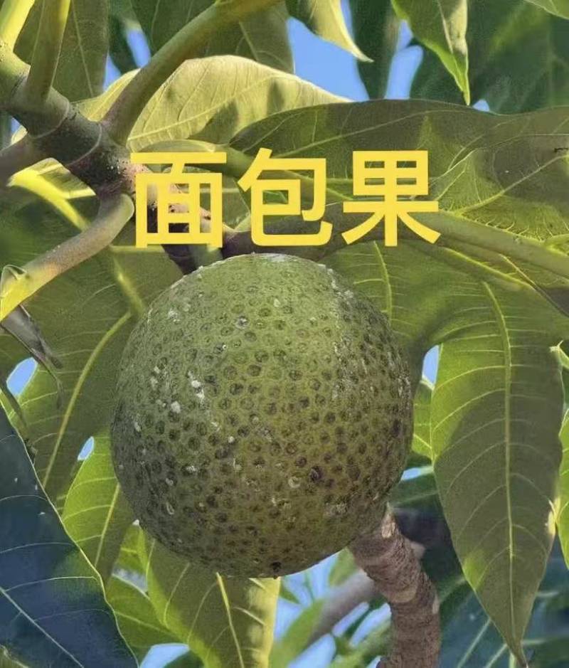面包果