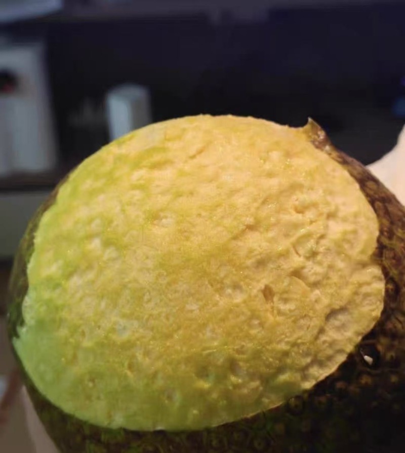 面包果