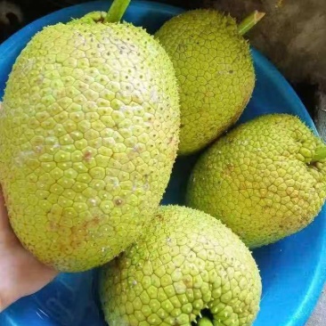 面包果