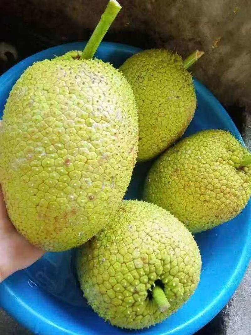 面包果