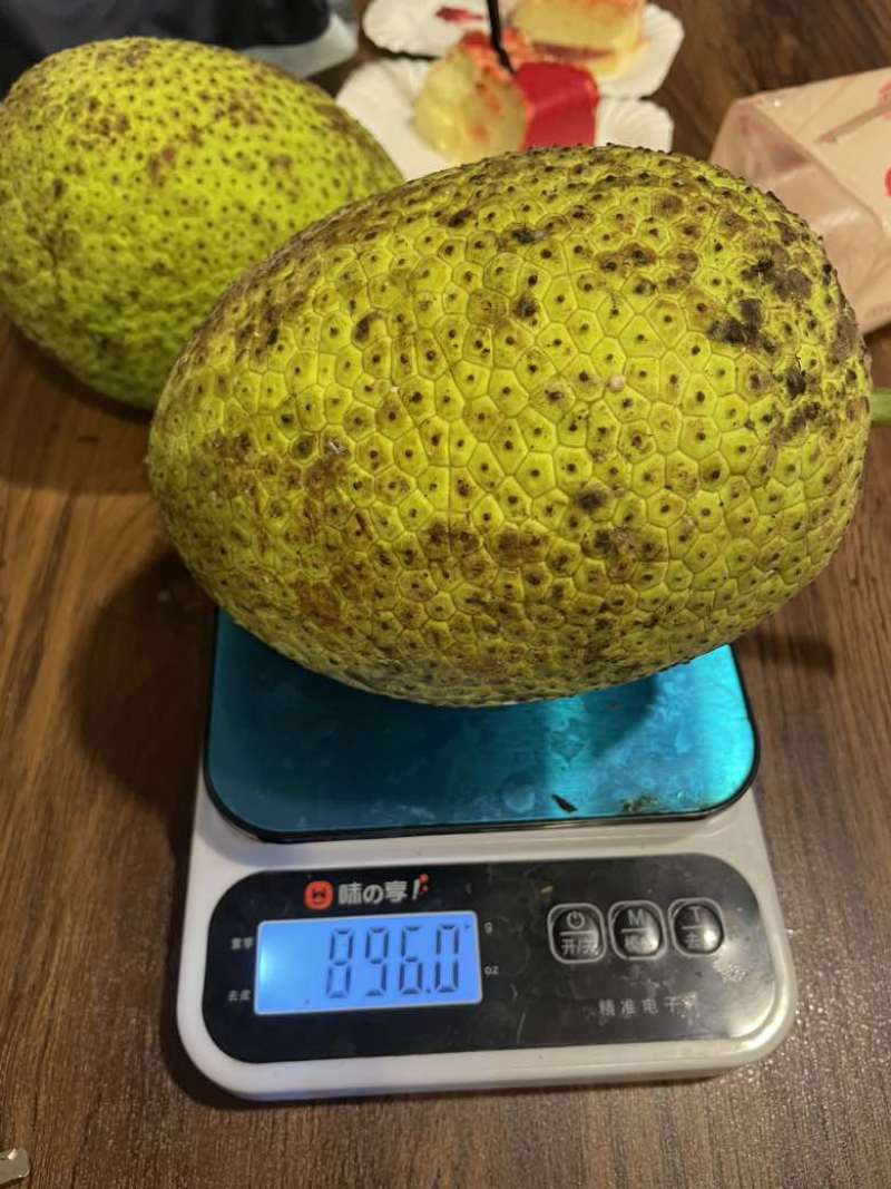 面包果