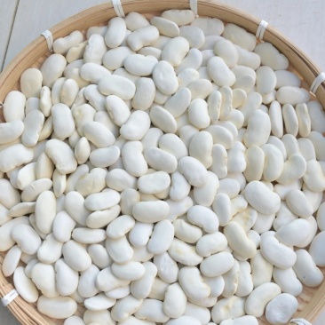 云南丽江白芸豆