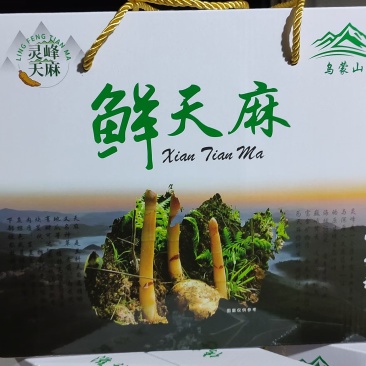 天麻