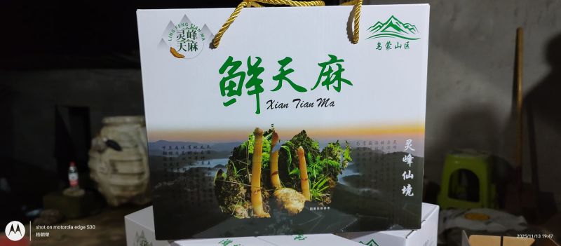 天麻