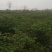 小米椒