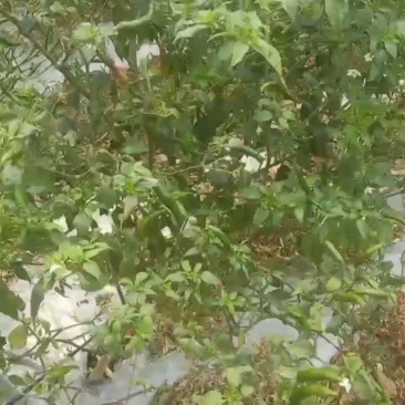 小米椒