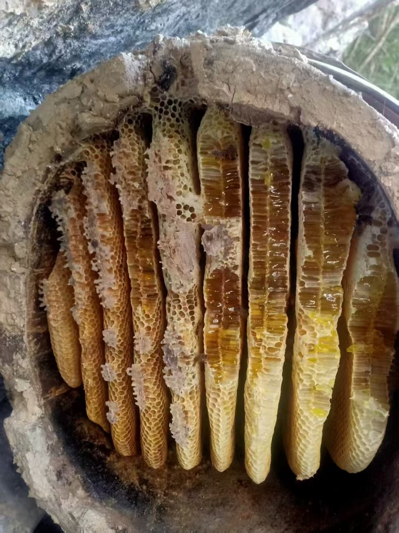 土蜂蜜