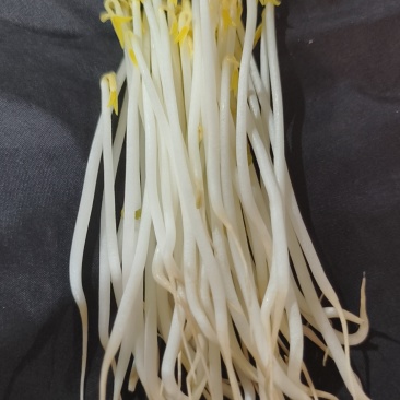 豆芽