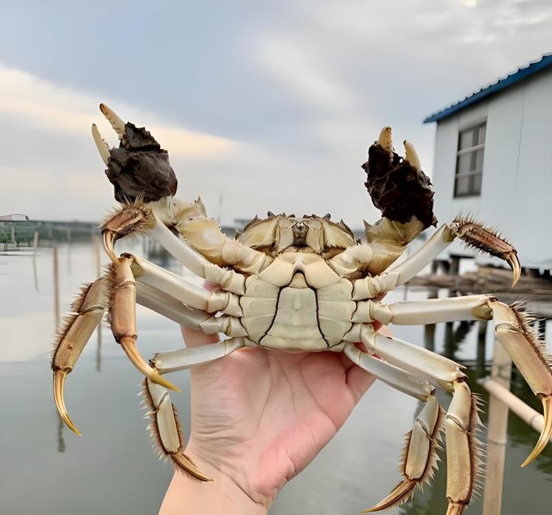 江苏大闸蟹