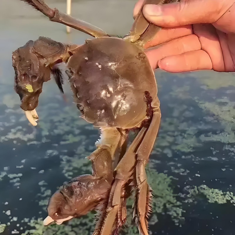 江苏大闸蟹