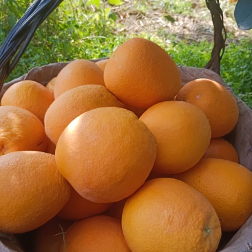 宜都纽荷尔脐橙