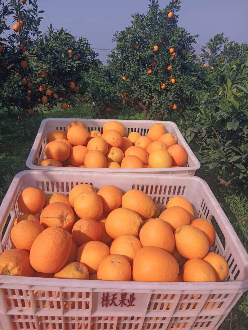 宜都纽荷尔脐橙