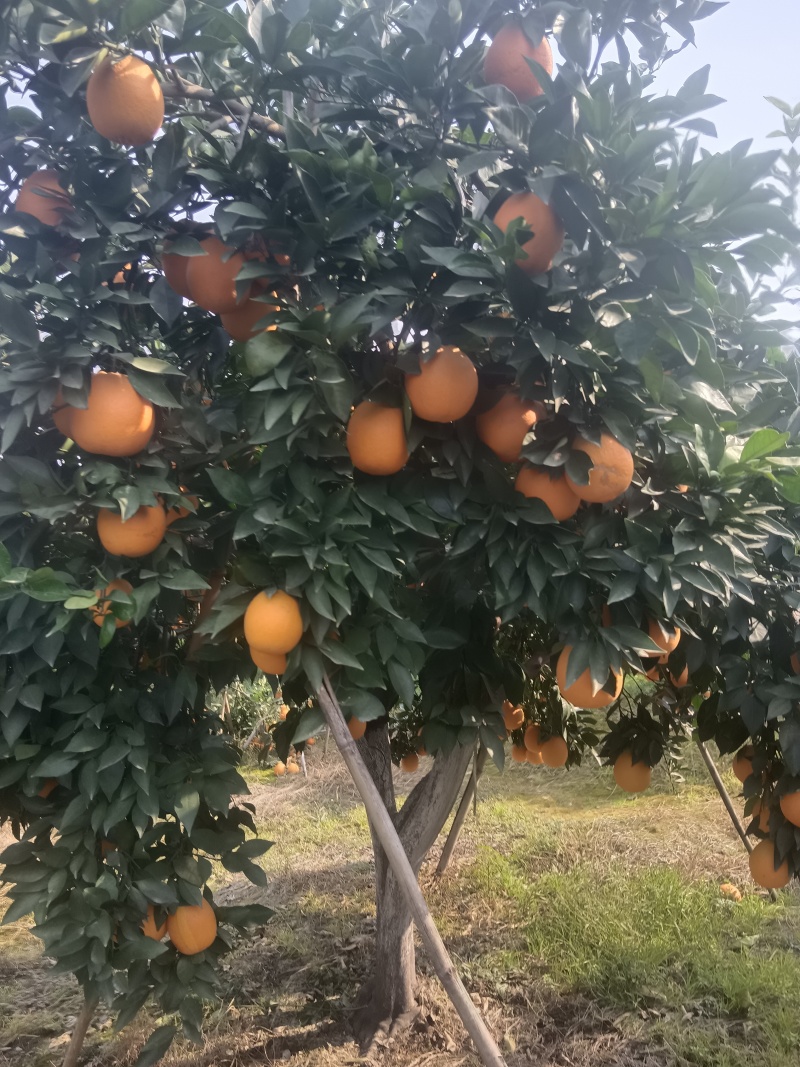 宜都纽荷尔脐橙