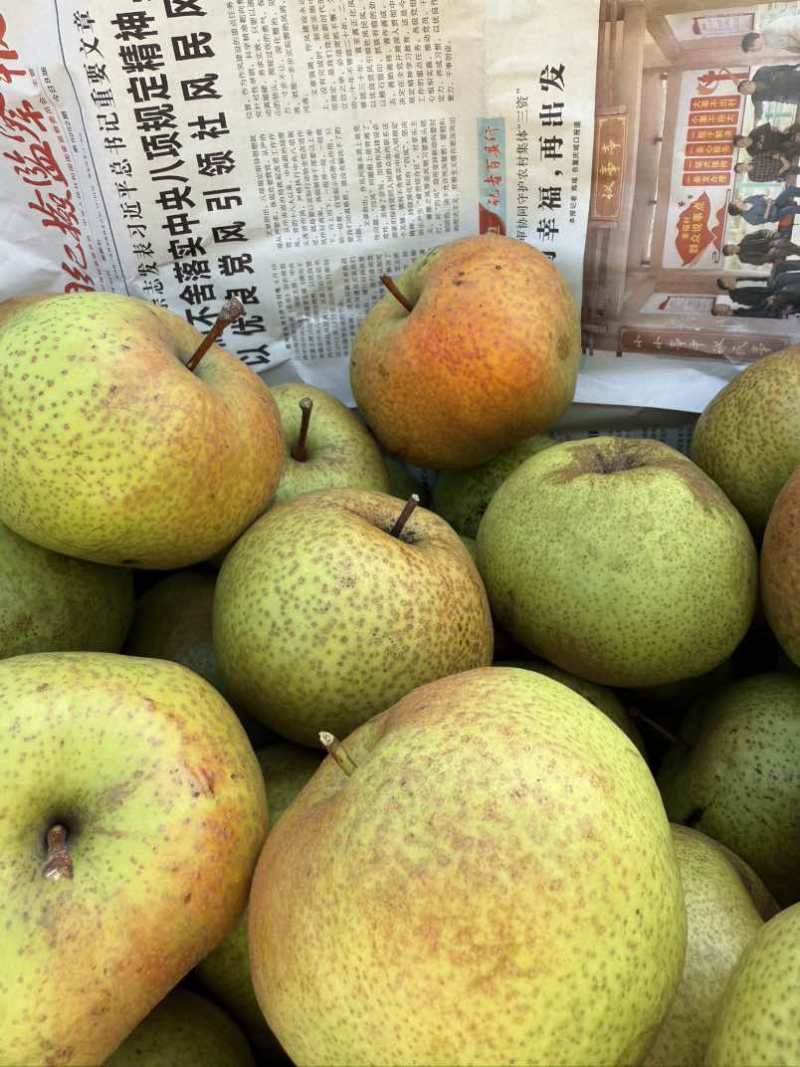 苹果梨大苹果梨