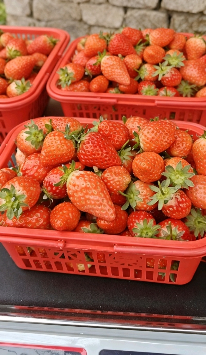 山东牛奶草莓