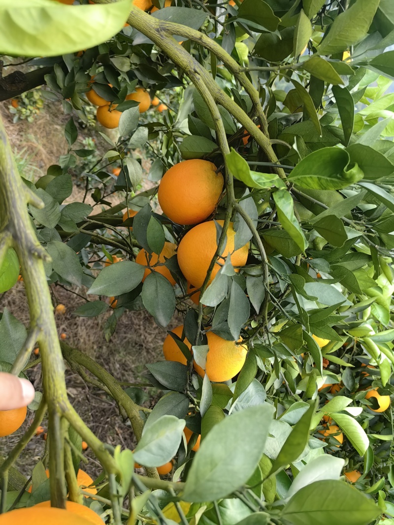 纽荷尔脐橙