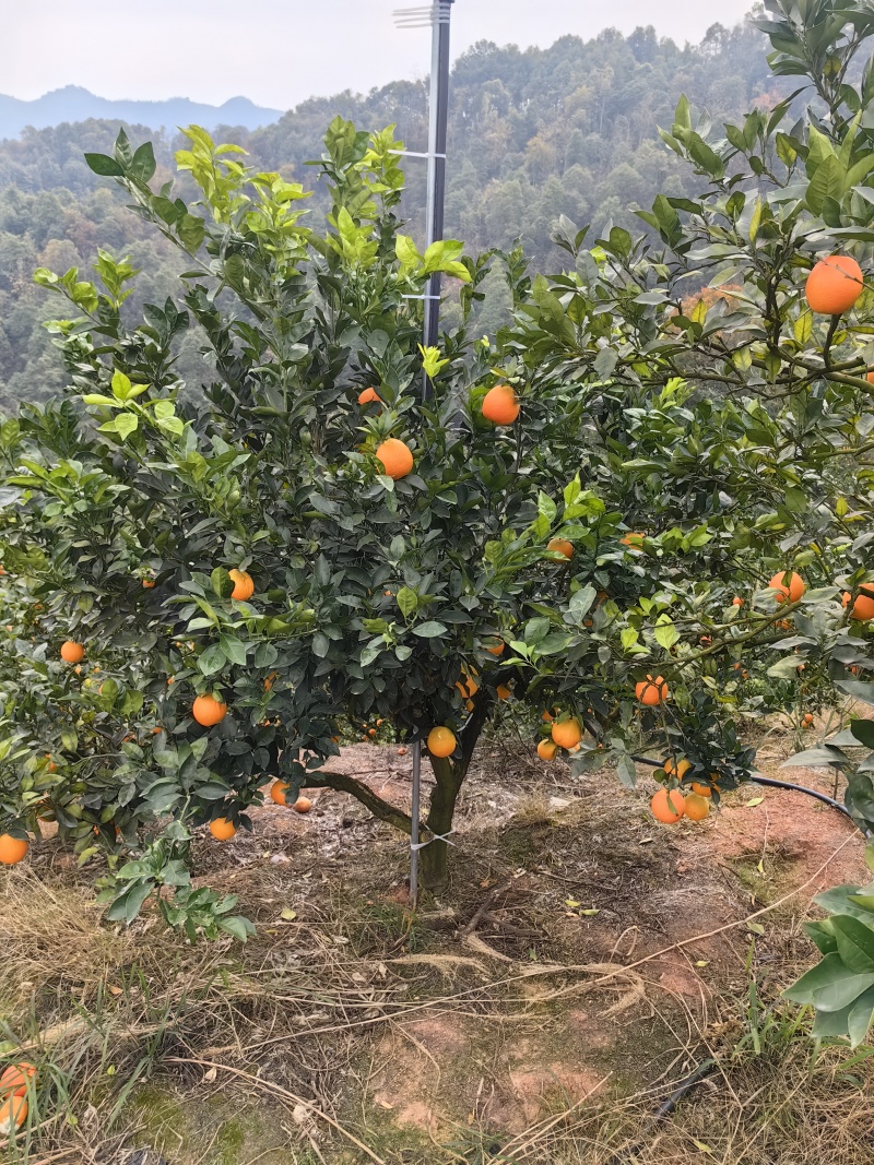 纽荷尔脐橙