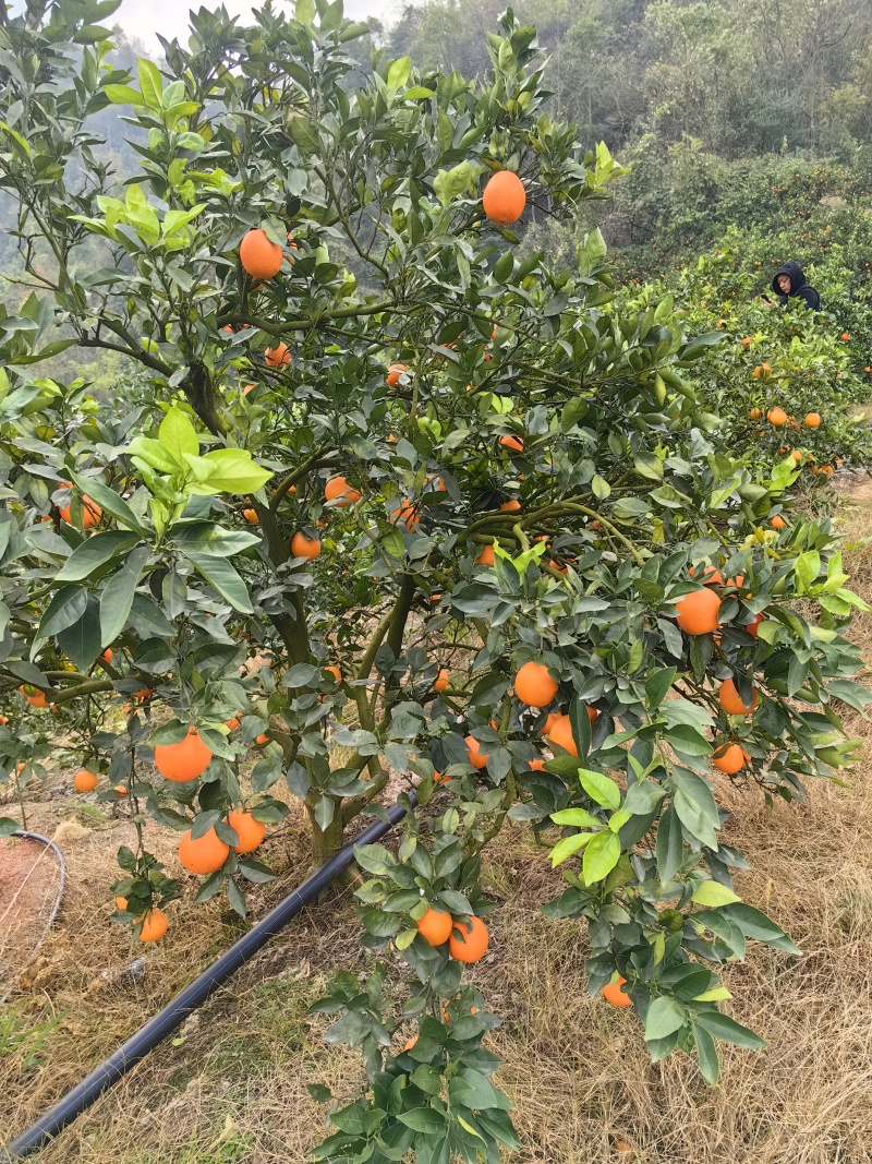 纽荷尔脐橙