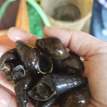 黑螺（又叫黑黄螺）—光滑面，螺身有黑、有黄