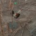 自家散养土鸡
