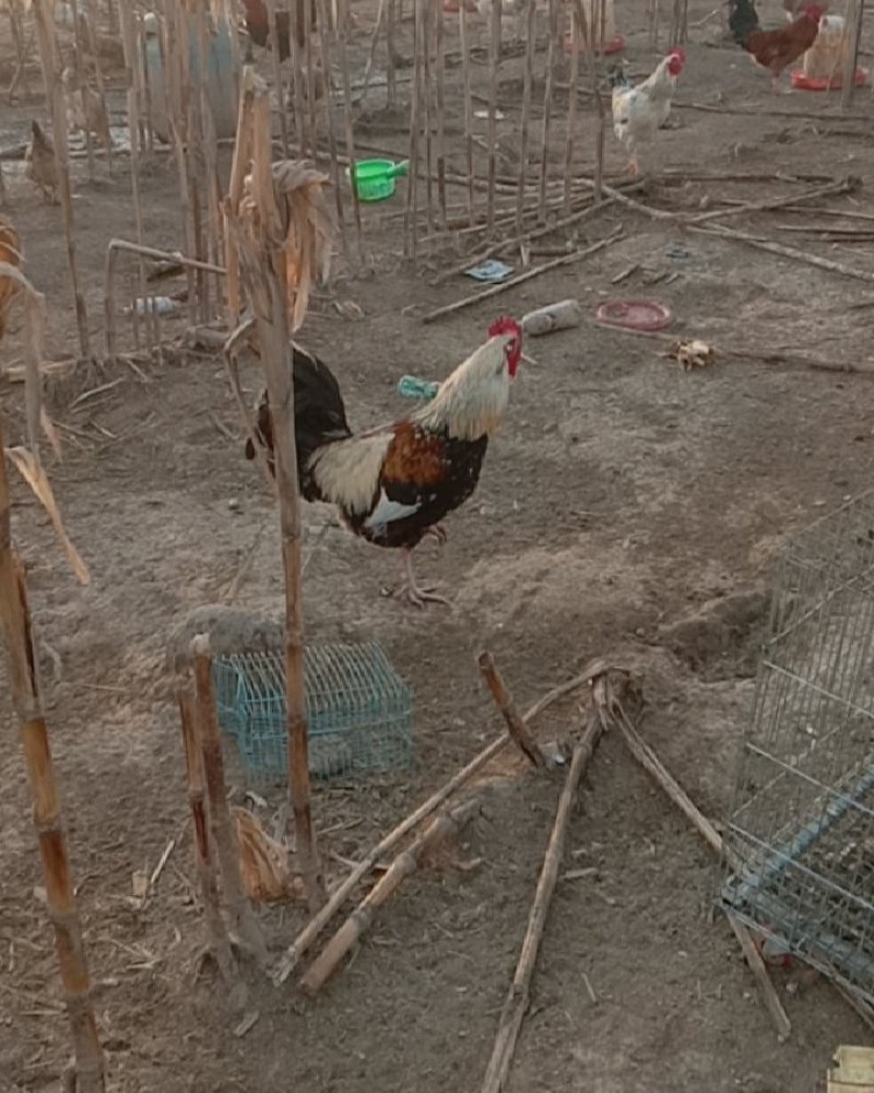 自家散养土鸡