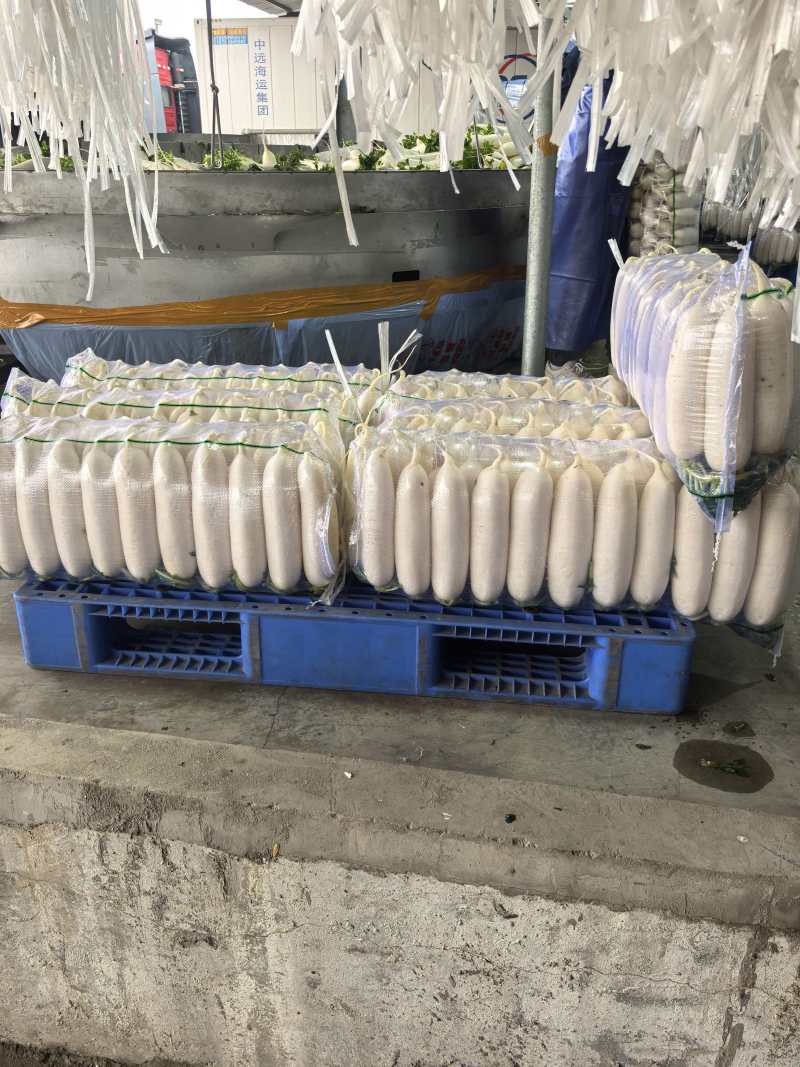 精品大四排白萝卜基地