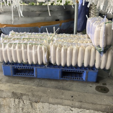 精品大四排白萝卜基地