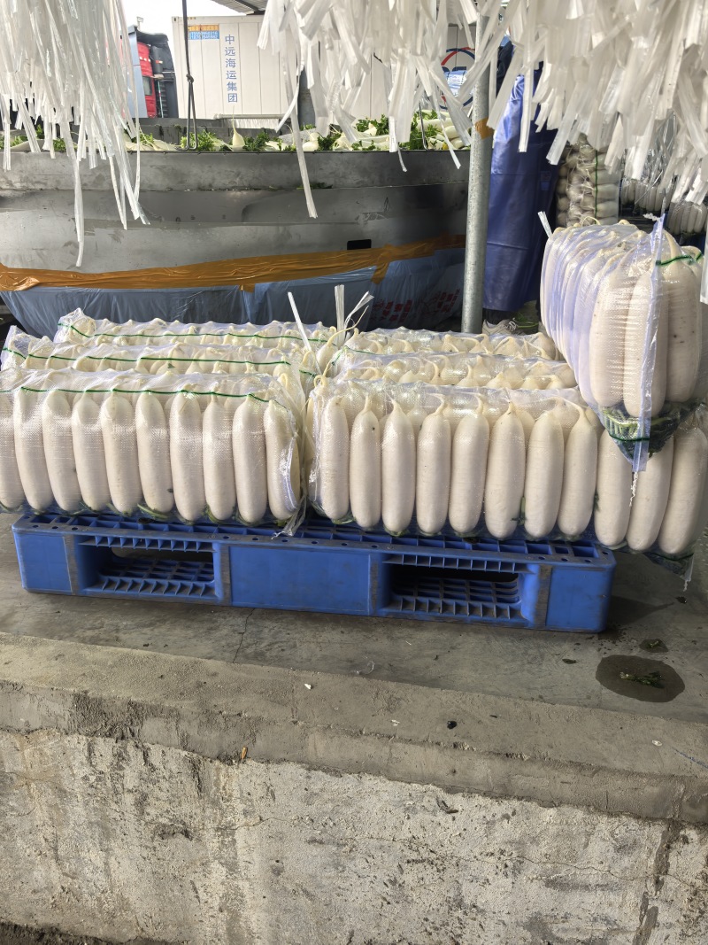 精品大四排白萝卜基地