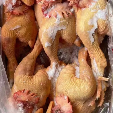 黄脚大公鸡，规格齐全