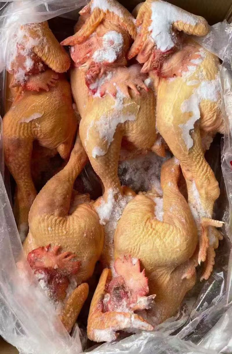 黄脚大公鸡，规格齐全