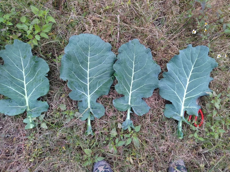 羽衣甘蓝新品